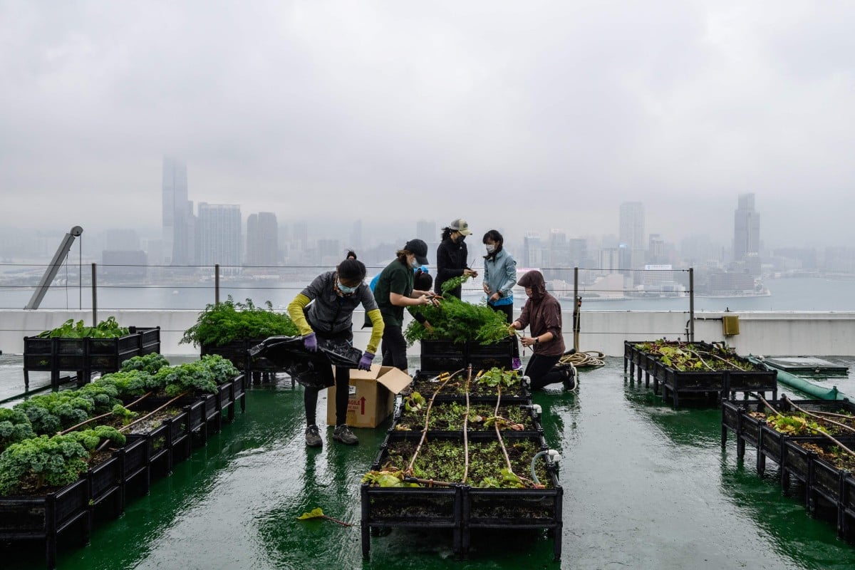 Urban farmers harvest vegetables grown on a rooftop farm on top of the 150-metre tall Bank of America tower in Hong Kong. More than 60 farms have sprouted across the city since 2015 - on decommissioned helipads, shopping mall rooftops and public terraces - thanks to initiatives like Rooftop Republic, a local social enterprise which promotes urban farming. Photo: AFP