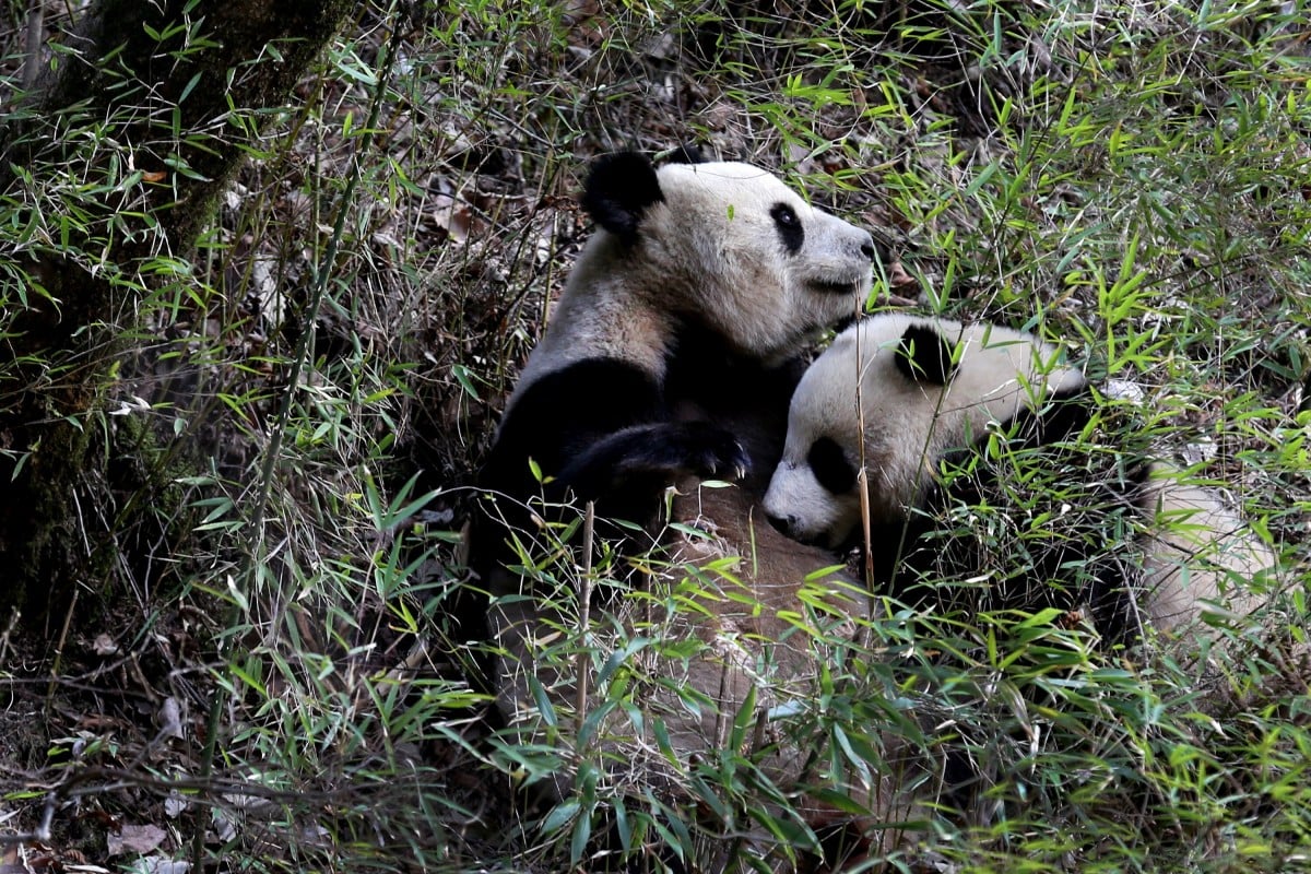 A wild giant panda mother breast-feeds her cub in the Qinling Mountains in northwest China's Shaanxi Province. Chinese officials announced that giant pandas are no longer considered ‘endangered’. Photo: Xinhua
