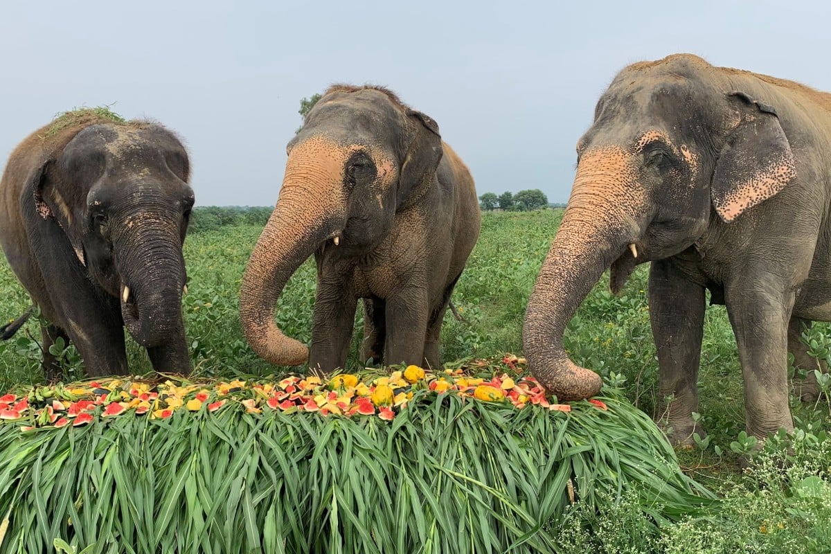Rescued elephants eat fruit and vegetables at the Wildlife SOS Elephant Conservation and Care Centre in the northern town of Mathura, India, ahead of World Elephant Day. Photo: Reuters
