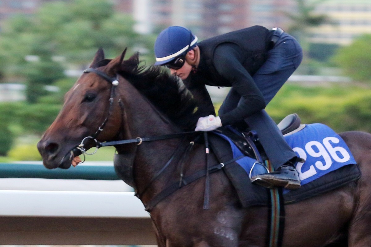 Luke Ferraris partners Dazzling Feeling in a gallop at Sha Tin on Friday morning. Photos: Kenneth Chan