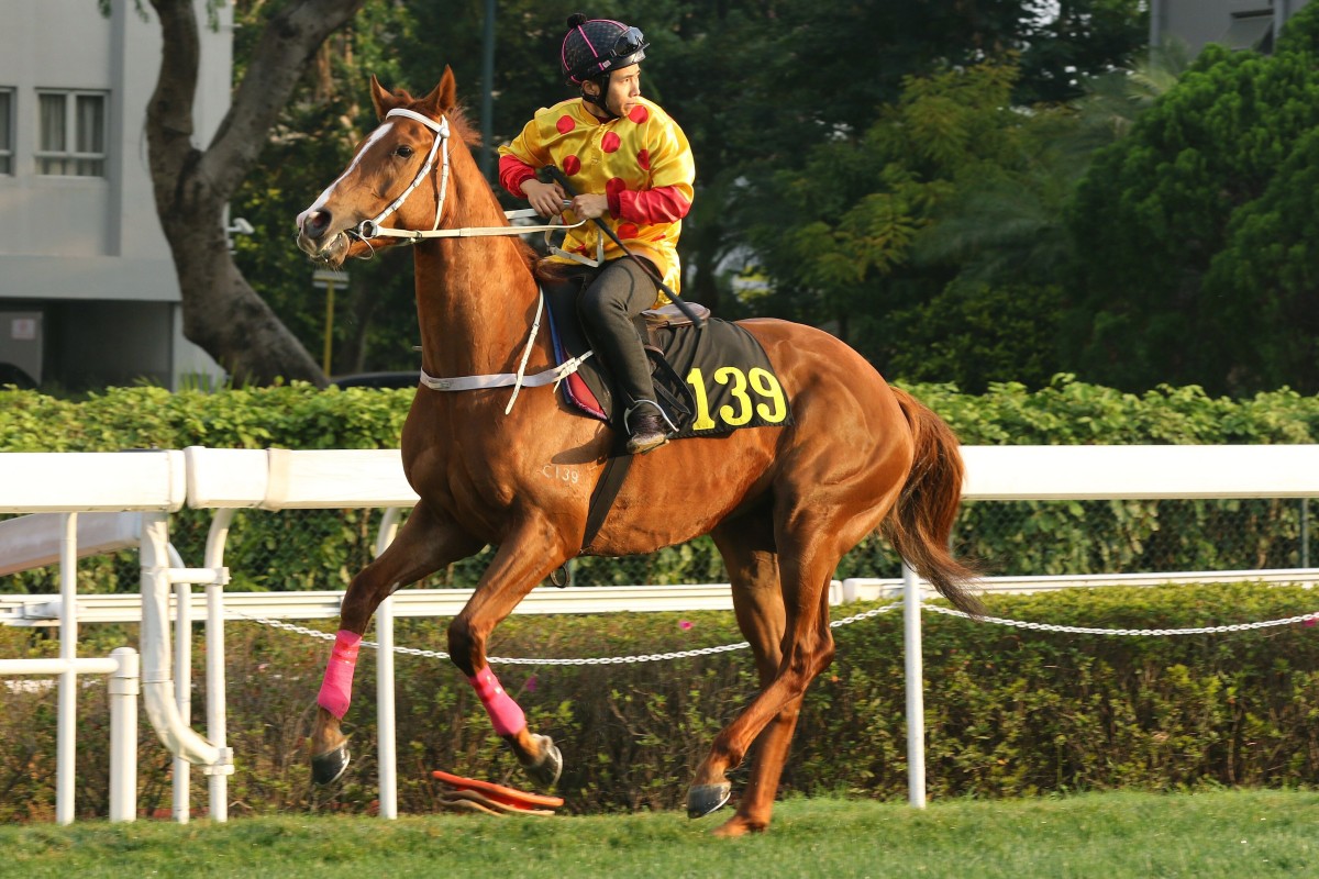 Dice Roll, then named Gold Win, with Matthew Poon after a trial at Sha Tin. Photos: Kenneth Chan