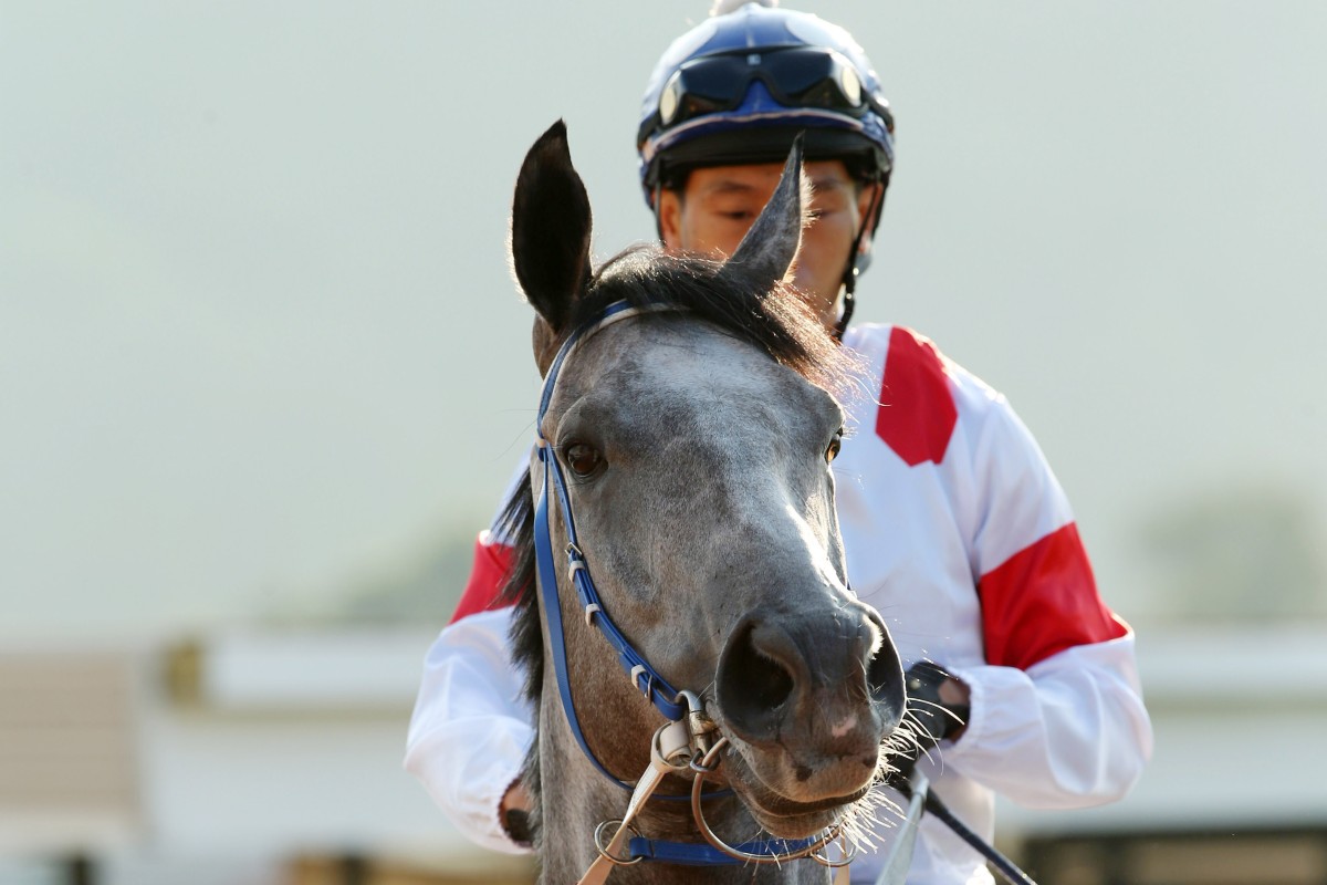 Classique Legend during his short-lived Hong Kong career. Photos: Kenneth Chan