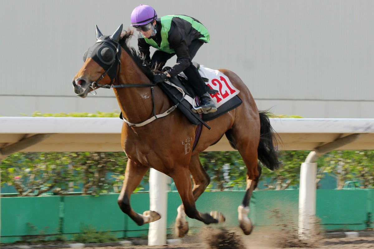 Nervous Witness wins a trial at Sha Tin on Tuesday morning. Photos: Kenneth Chan