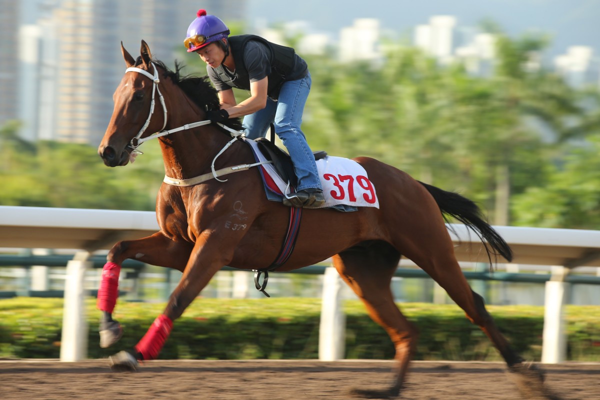 The Golden Scenery gallops at Sha Tin last month. Photos: Kenneth Chan