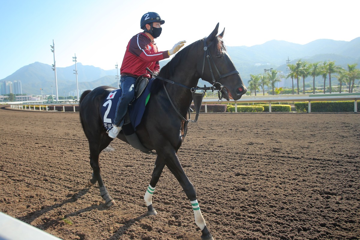Danon Kingly walks back to his stable after a workout on the all-weather track at Sha Tin on Wednesday morning. Photos: Kenneth Chan
