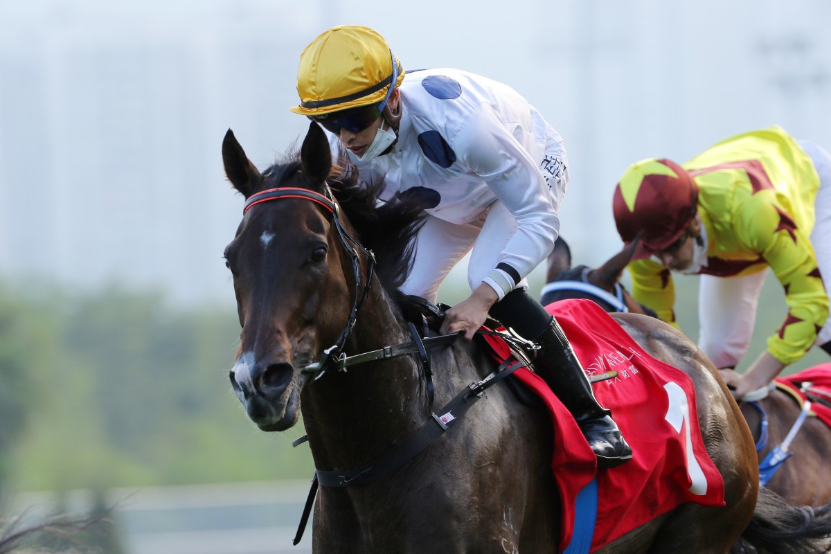 Golden Sixty shoots for back-to-back Hong Kong Mile wins on Sunday. Photo: Kenneth Chan