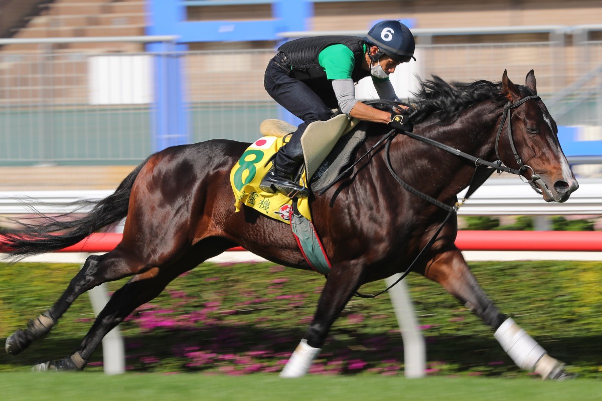 Pixie Knight stretches out on the turf at Sha Tin this week. Photos: Kenneth Chan