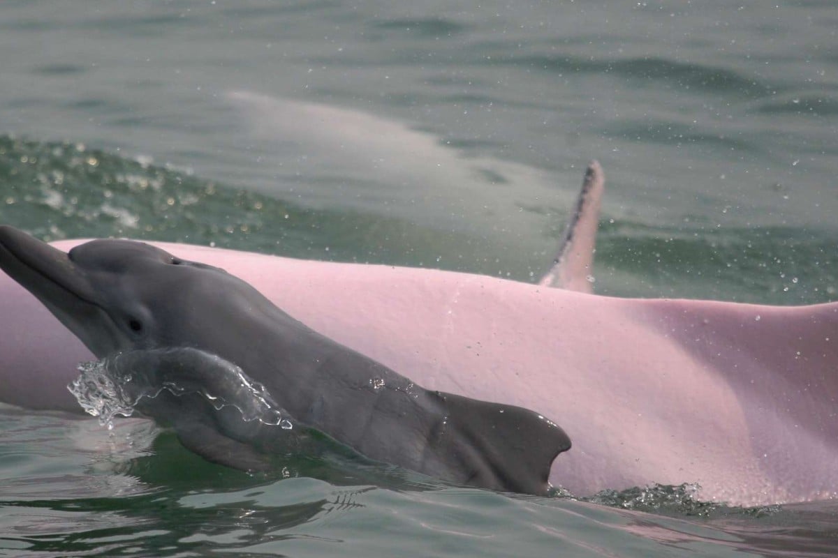 A rare Chinese white dolphin mother and calf glide through Hong Kong waters.