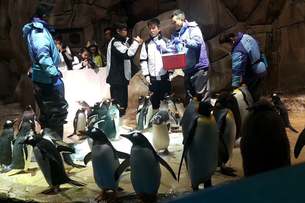 Vincent Wan (centre) fed more than 90 penguins as his head teacher Kara Chow (left) “told” him what the trainer (right) wanted him to do.