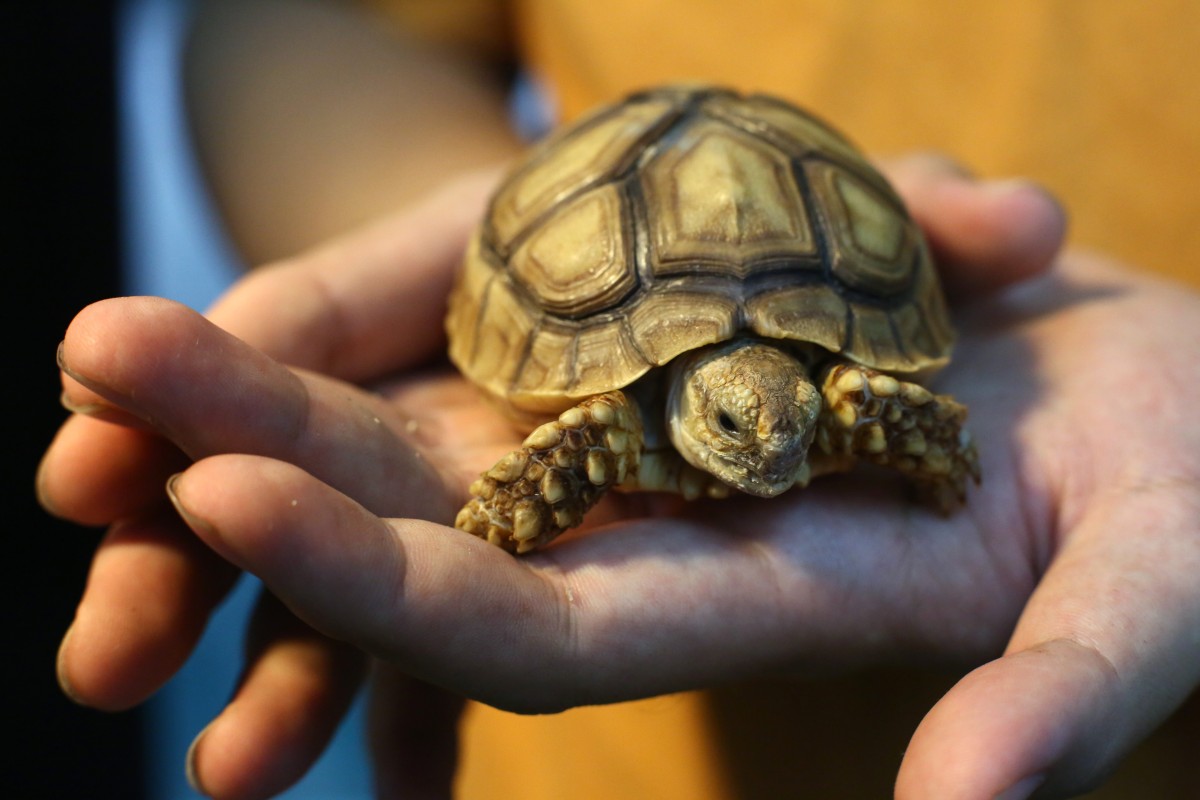 small pet tortoise