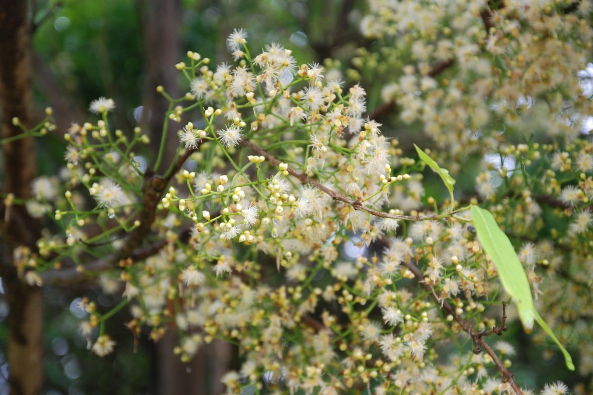 A sea of flowers of Lidded Cleistocalyx, an ingredient of Twenty Four-Flavoured Tea.