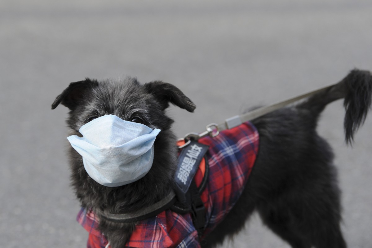Social media has been a boon for quirky, cute and even ugly pet animals.