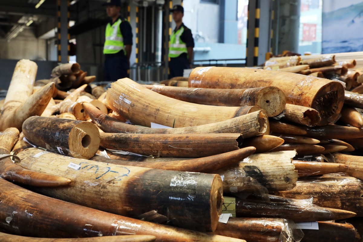 Ivory worth millions of dollars was recently seized by Hong Kong customs officers. Despite this, Hong Kong doesn’t plan to ban the trade until 2022.