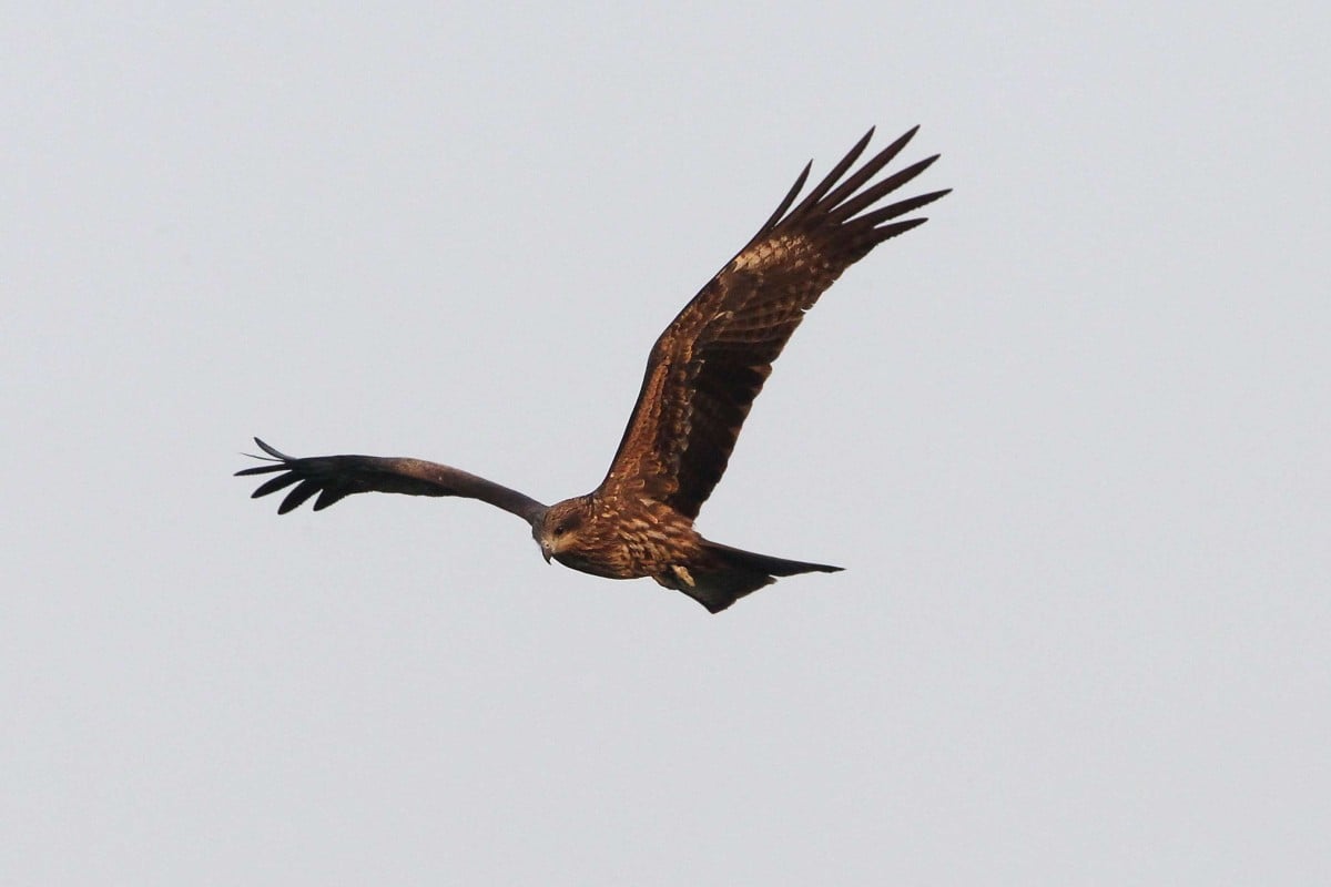 Hong Kong’s black kites find other places to winter, as landfills stop ...