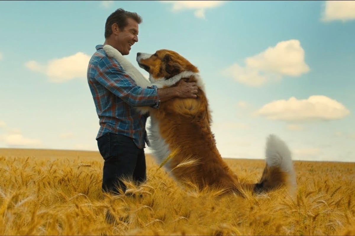 'A Dog's Journey' follows Bailey (right) as he lives several different lives.
