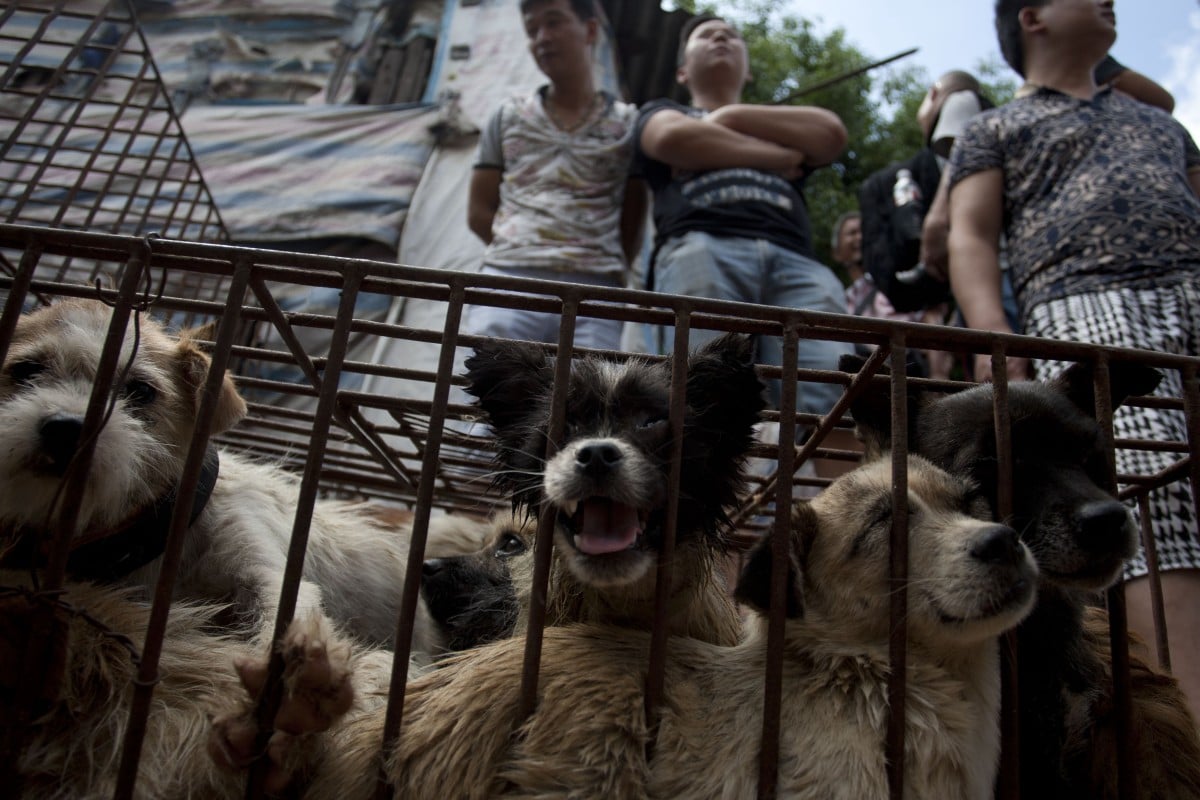 Vendors wait for customers to buy dogs for slaughter at a market in Yulin in June 2015. The city holds an annual festival devoted to the animal's meat on the summer solstice.