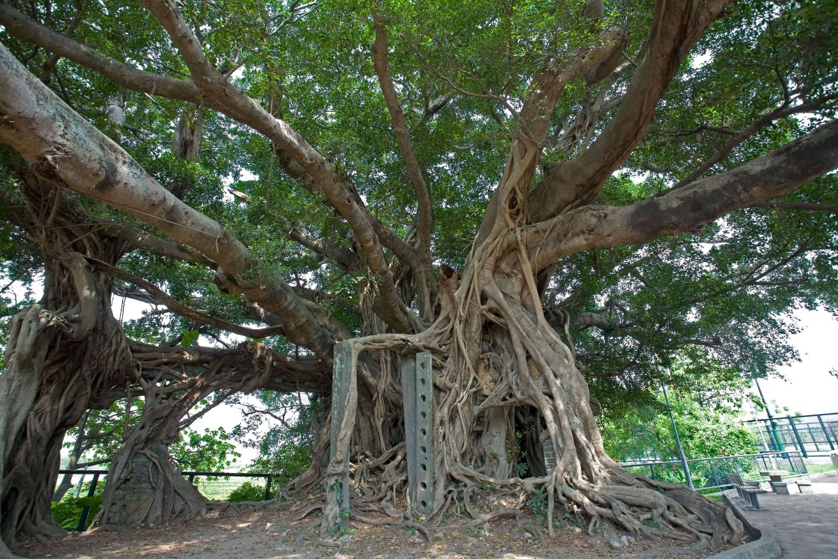 The 400-year-old Kam Tin tree may need to be removed to make way for the construction.