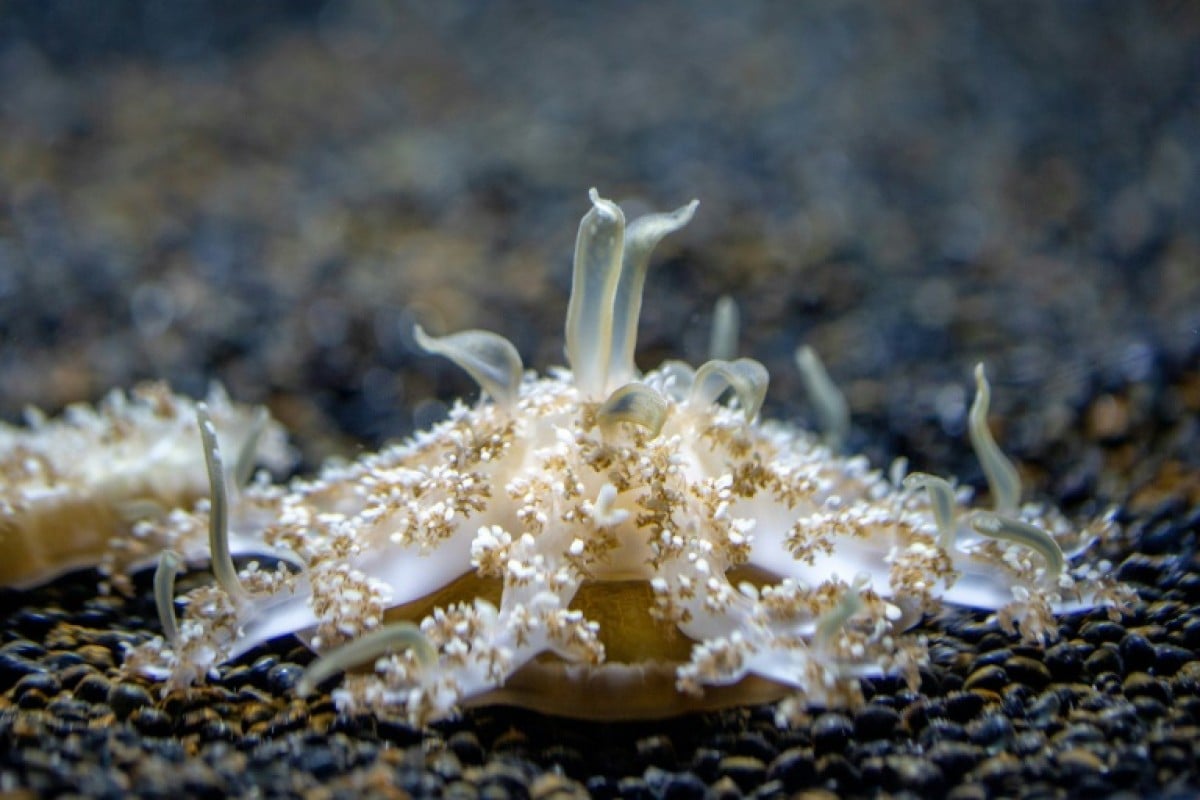 The Cassiopea xamachana jellyfish is a frequent nuisance to snorkelers and surfers who appear to get stung without touching the creature