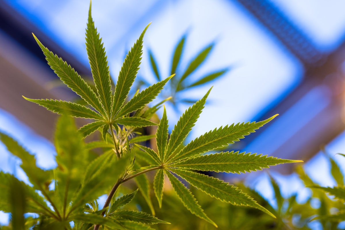 Cannabis is often seen as a “hard” drug, but it has many medical uses.