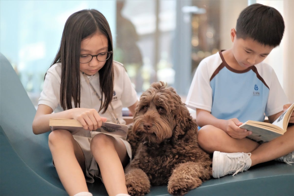 Tucker the therapy dog helps students relax at ISF Academy by keeping them company.