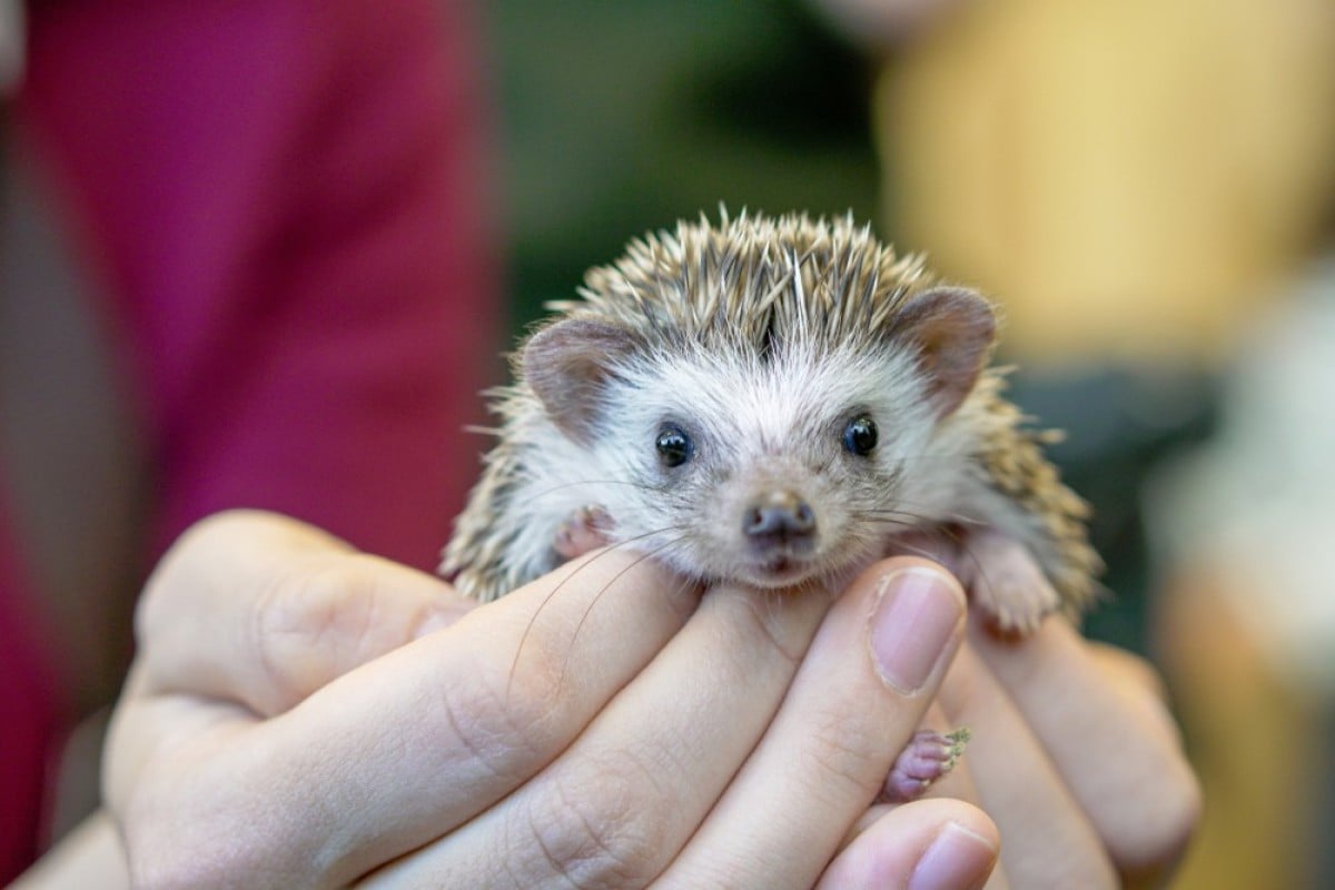 What you need to know about our prickly pals the hedgehog - YP | South  China Morning Post