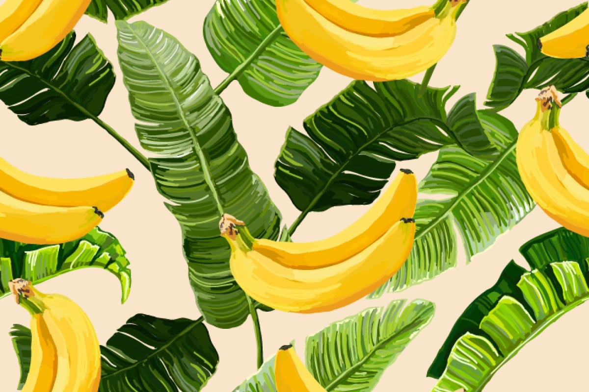 The Cavendish banana variety accounts for 99 per cent of the world's export market.