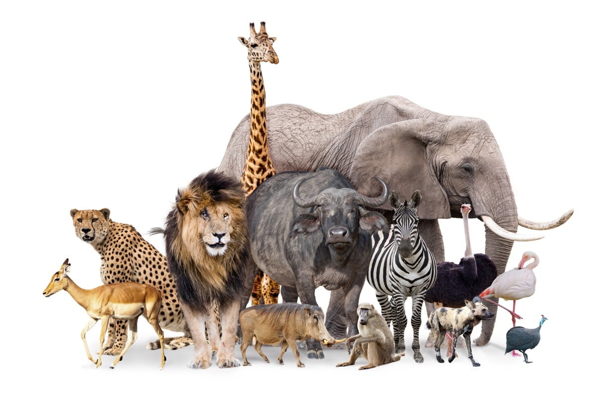 Which two animals would you combine? - YP | South China Morning Post Which two animals would you combine? - YP | South China Morning Post
