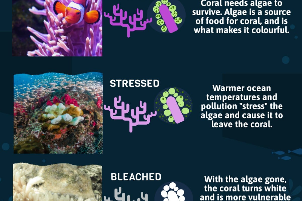 Реферат: Why Coral Reefs Need To Be Protected