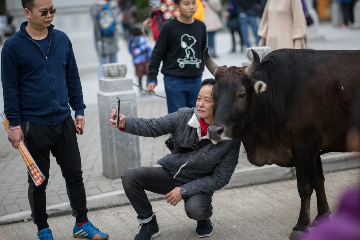 A tourist takes a selfie with a feral cow in Ngong Ping, Hong Kong.