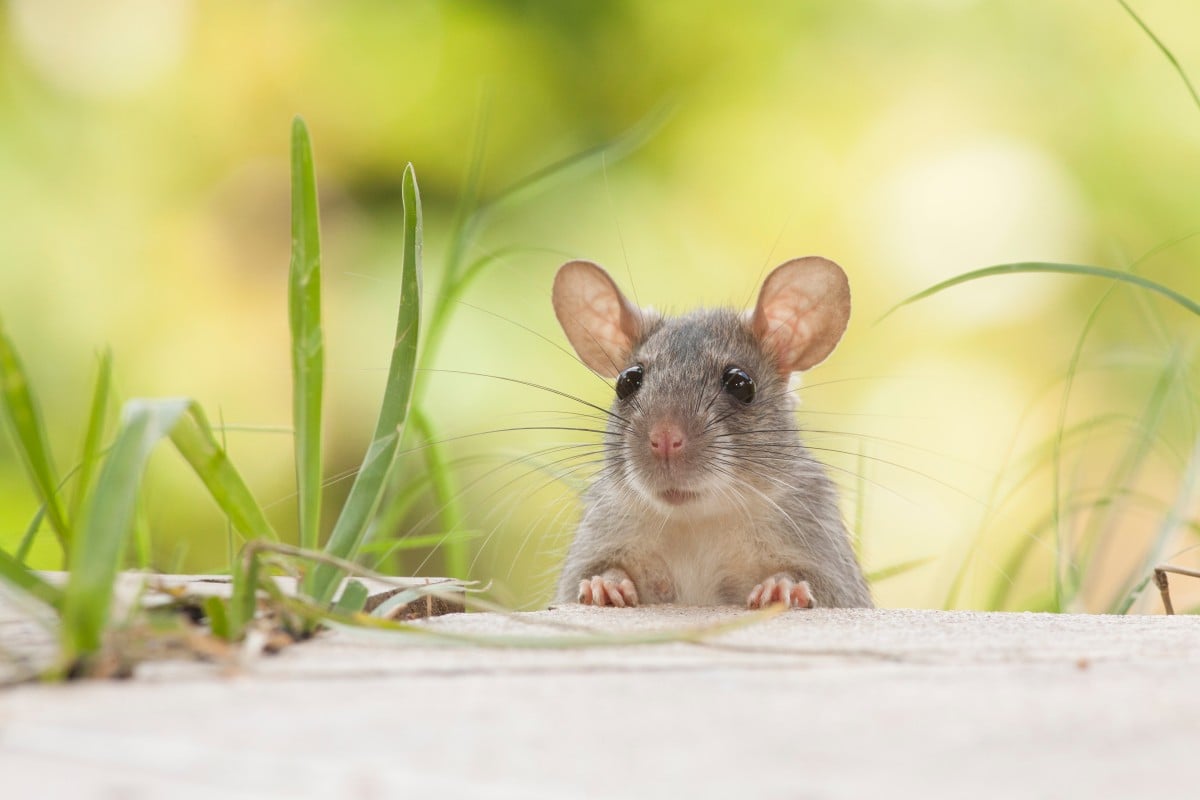 RAT definition in American English