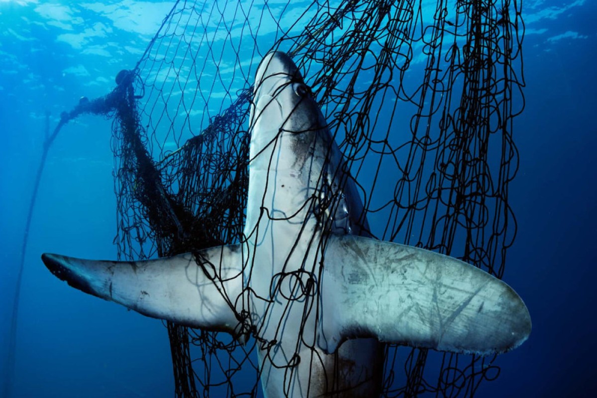 Tens of millions of sharks die each year as victims of fishing to satisfy the demand for shark fin soup.