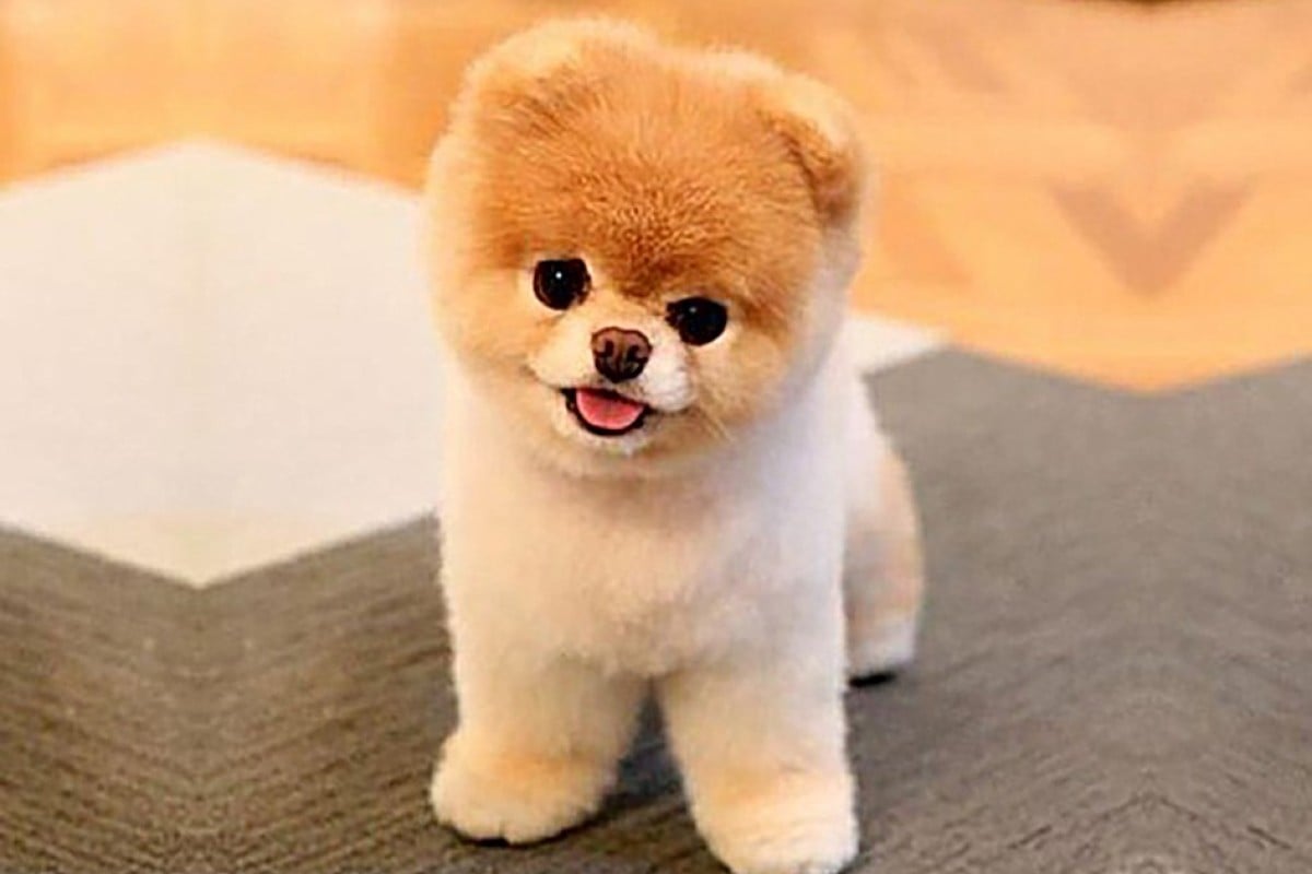 Cutest puppy in 2024 the world 2019