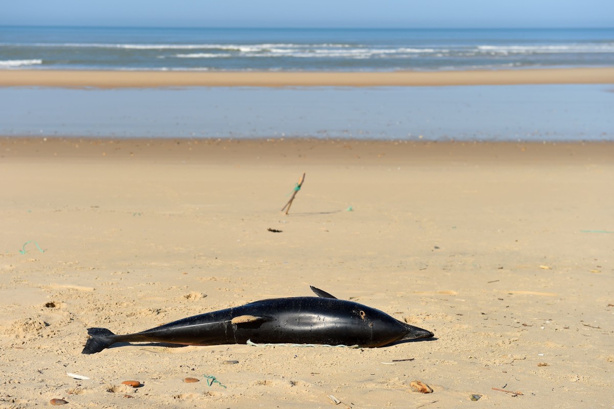 Heavy industrial fishing on the French Atlantic coast has resulted in more than 1,000 dolphin carcasses turning up on beaches. This has been attributed to dolphins becoming caught in nets and drowning.