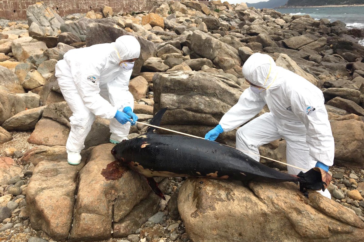 The rotting bodies of an adult and a calf were found in Tap Mun and Sai Kung.