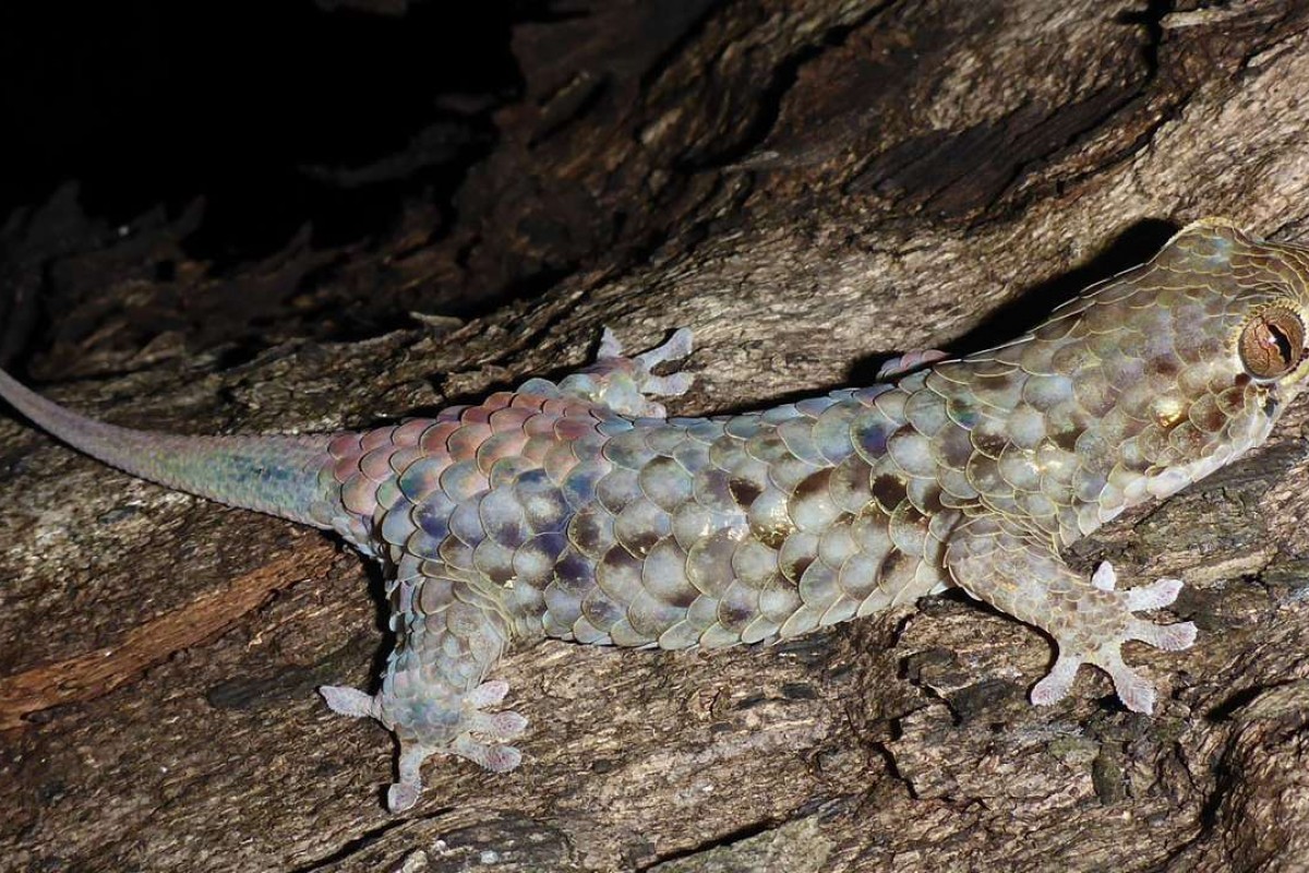 Fingernail-size scales slide right off the Geckolepis megalepis.