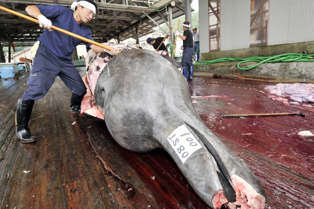 This photo taken on June 25, 2008 shows Japanese fishermen cutting up a 10m-long bottlenose whale at the port in Wada in Minami-Boso, Chiba prefecture, east of Tokyo.