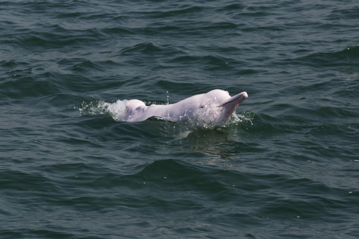 The Chinese white dolphin is close to extinction because of development projects harming their habitat.