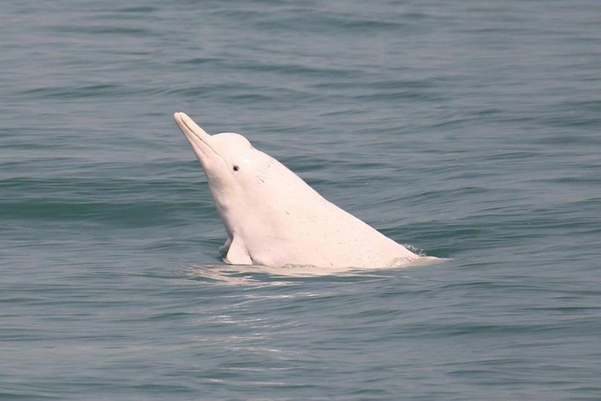This variety of the Indo-Pacific humpback dolphin, famous for their pink colour, are one of the key contributors to Hong Kong’s eco-tourism industry. Many tourists pay up to HK$400 to catch a glimpse of these mammals in their natural habitat.