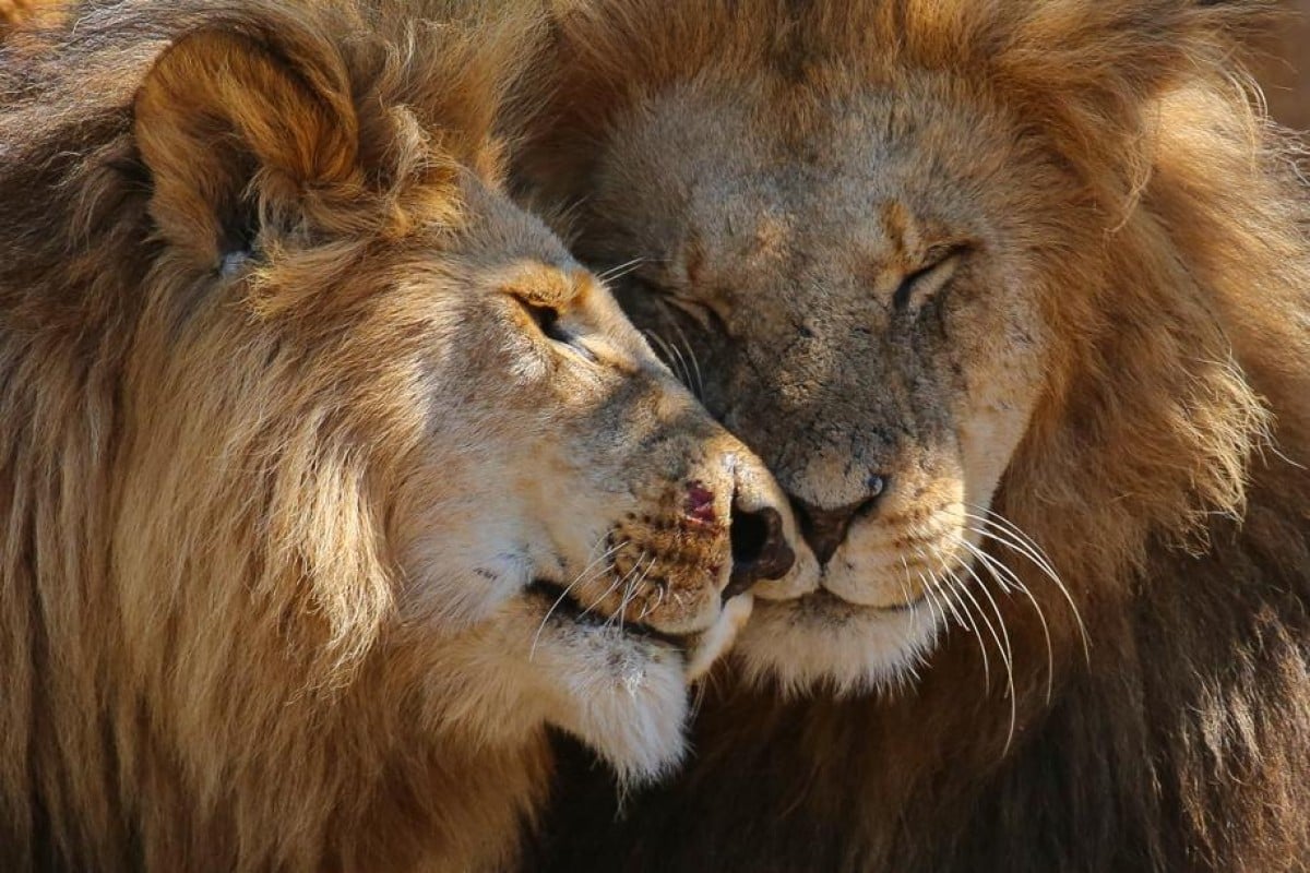 Lion brothers in Masai Mara, Kenya.