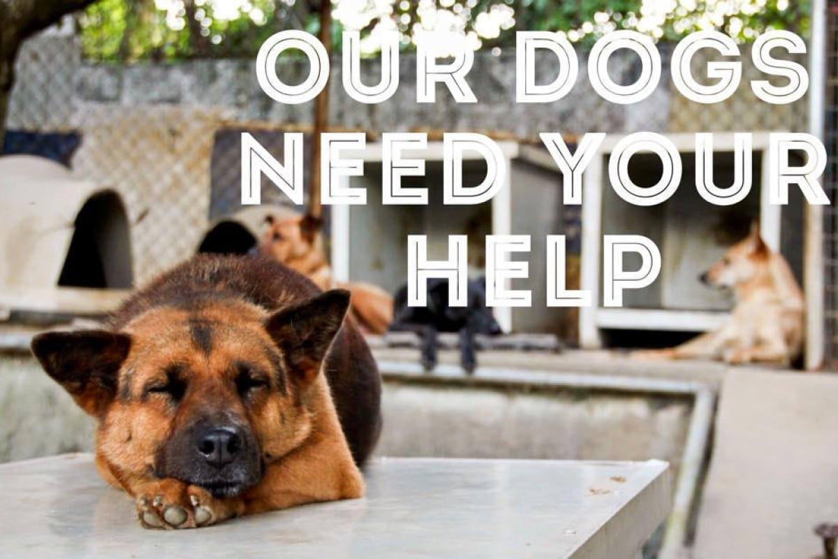 what is needed to foster a dog