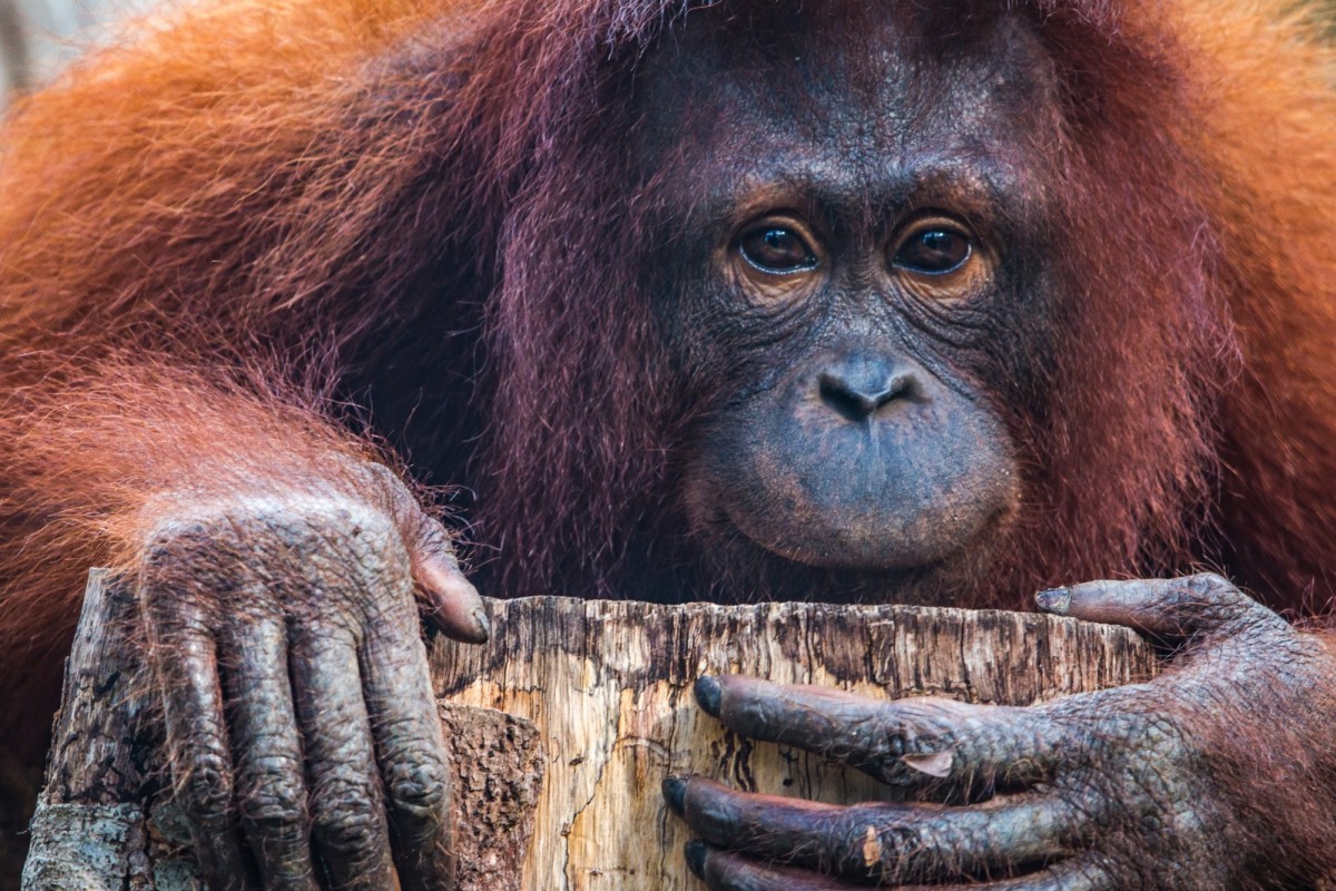 Orangutan numbers are rapidly declining due to the destruction of their rainforest habitat.