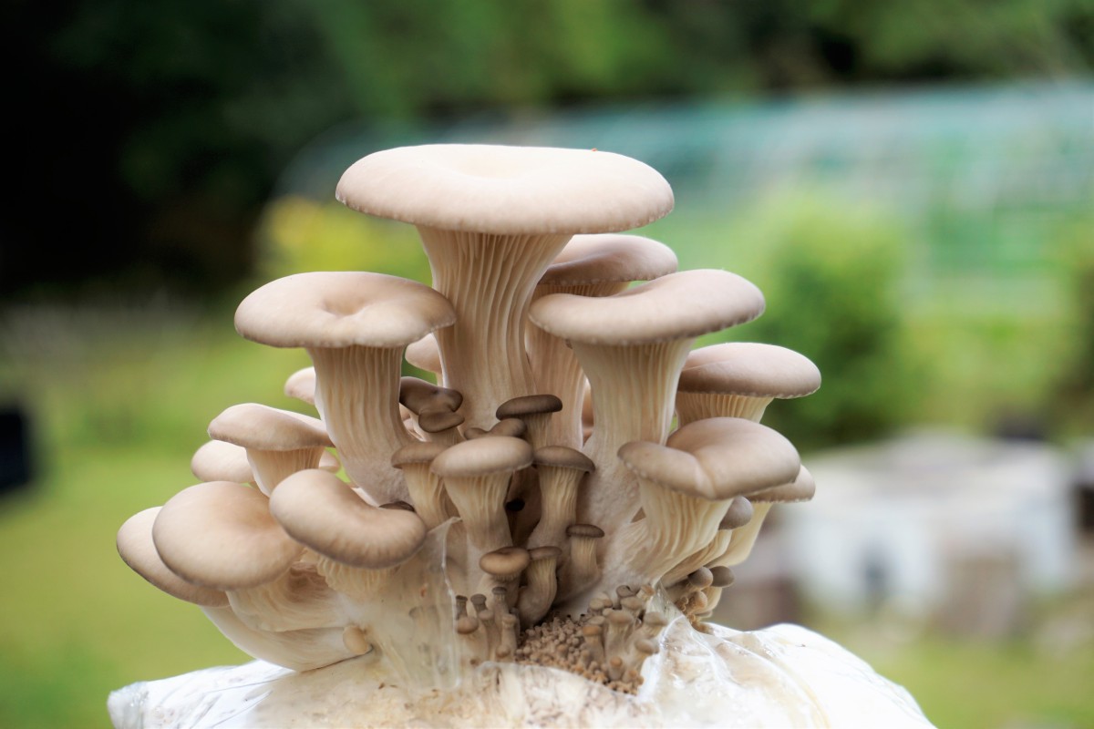 Organic waste is used to grow edible mushrooms at Trash2Treasure.