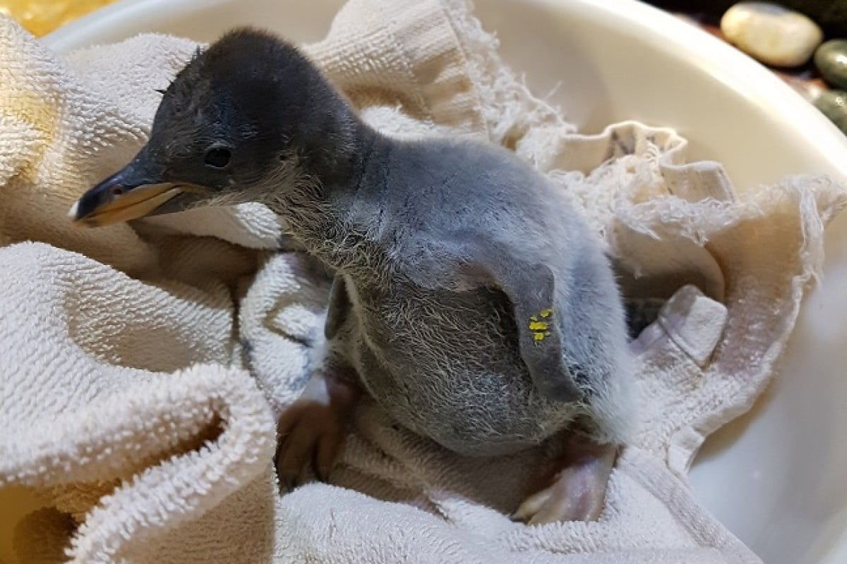 Born in January 2020, the gentoo penguin babies are joining other animal ambassadors at Ocean Park.