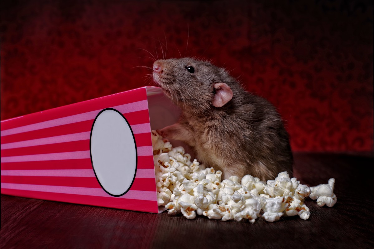 20 movies about rats we've grown to love, from 'Ratatouille' to