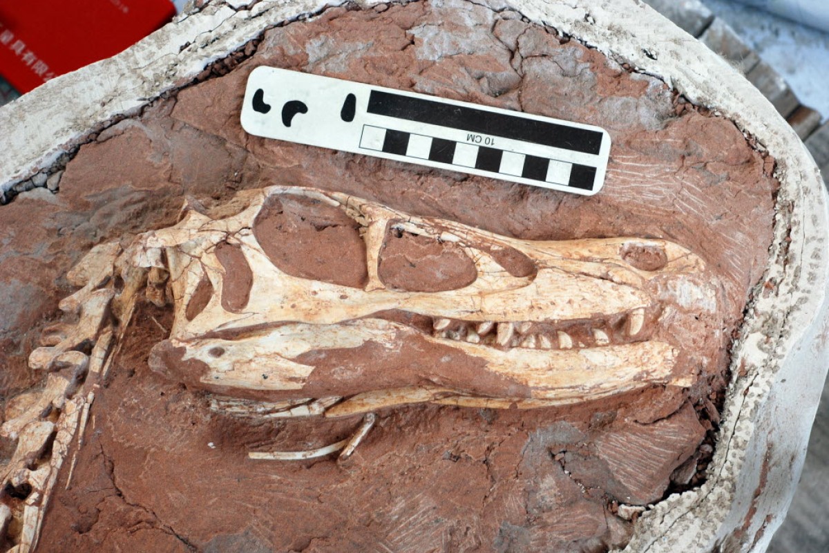 Being a palaeontologist is hard work: Pittman says he once wandered the Gobi desert for weeks before he found this skull of a velociraptor relative.