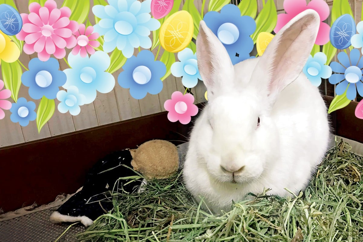 Rabbits need an enclosure big enough for them to move around comfortably.