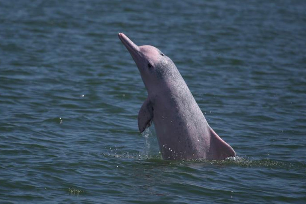 At a meagre 47 pink dolphins left - the future for this species does not look good