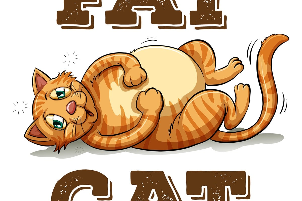 Cat Idioms & Cat Sayings! Learn - Catisfaction Cat Clinic