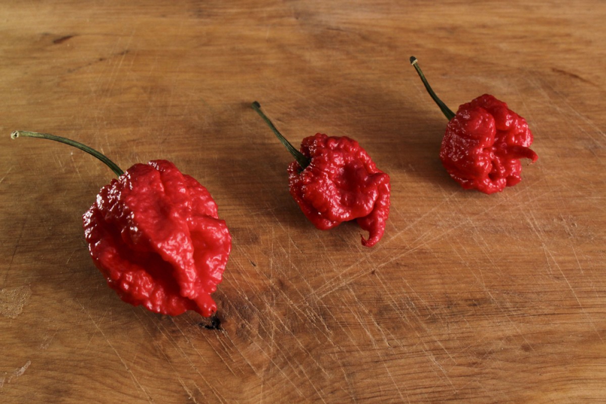 Man In Hospital After Eating A Carolina Reaper World S Spiciest Red Hot Chilli Pepper Yp South China Morning Post