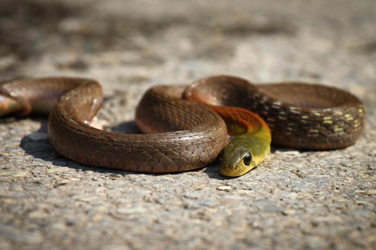 Red-necked keelbacks are commonly found in Hong Kong.